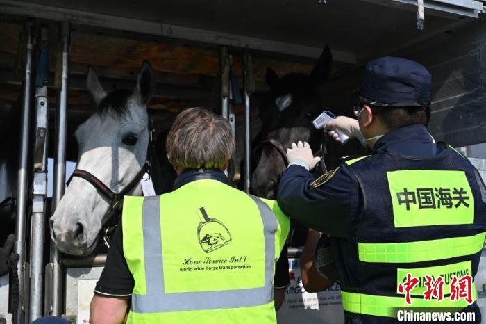 杭州亚运会马术赛马转运测试启动 50匹欧洲赛马